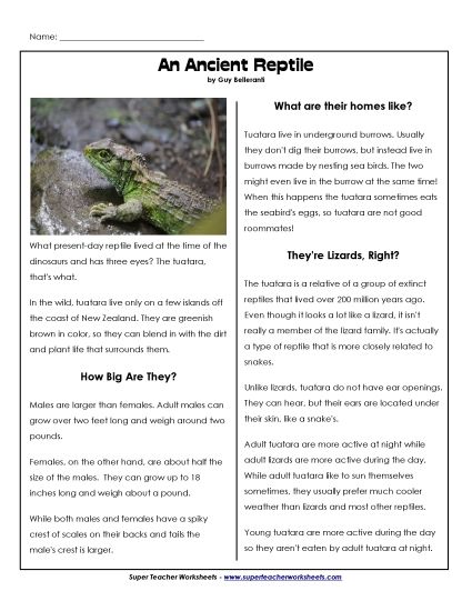 Reptiles - Tuatara (Printable PDF Worksheet)
