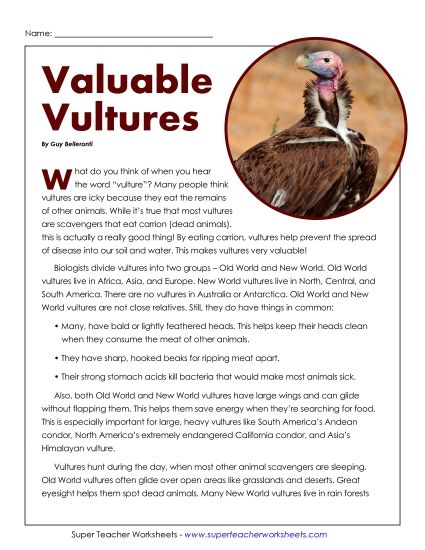 Birds - Valuable Vultures Activity (Printable PDF Worksheet)