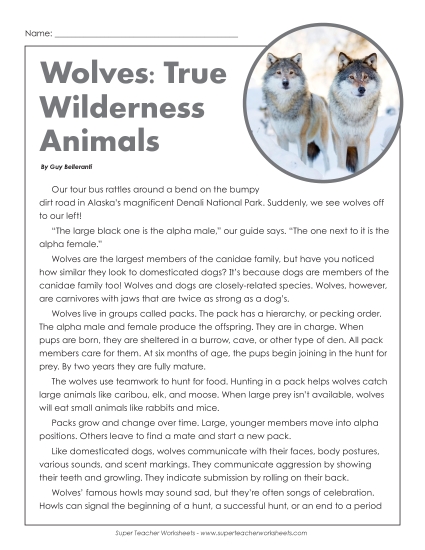 Reading Comprehension - Wolves: True Wilderness Animals Article (Printable PDF Worksheet)
