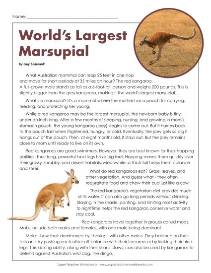 Mammals - World's Largest Marsupial: Kangaroo (Printable PDF Worksheet)