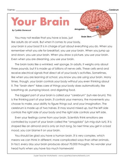 Human Body Articles - Your Brain (Printable PDF Worksheet)