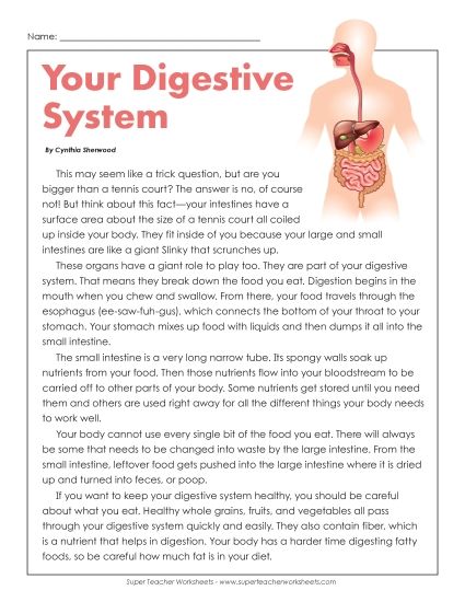 Human Body Articles - Your Digestive System (Printable PDF Worksheet)