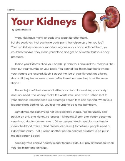 Human Body Articles - Your Kidneys (Printable PDF Worksheet)