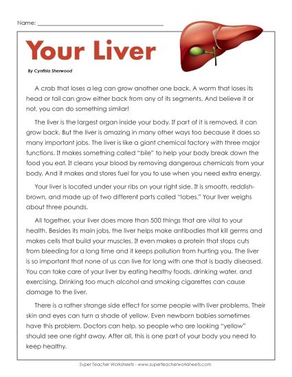 Human Body Articles - Your Liver (Printable PDF Worksheet)