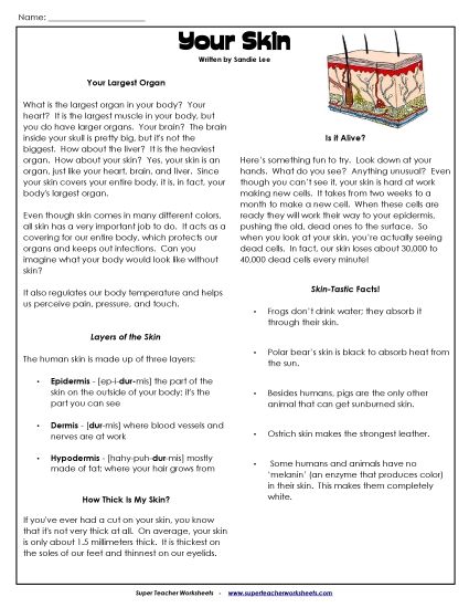 Human Body Articles - Your Skin (Printable PDF Worksheet)