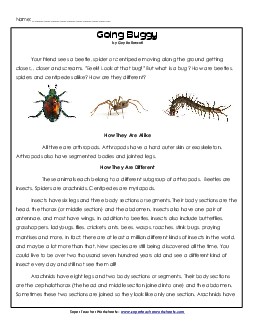 Spiders, Beetles, Centipedes Reading Comprehension Worksheet