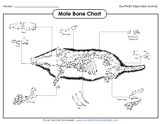 Mole Skeleton Chart Owls Worksheet