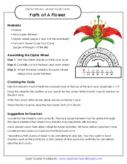 Flower Parts Plants Worksheet