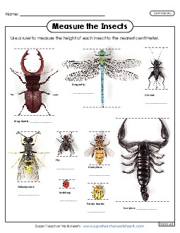 Measure the Insects (Nearest Centimeter) Measurement Worksheet