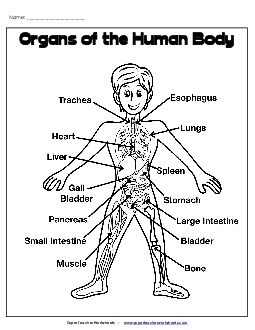 Major Organs Anchor Chart Free 4th Grade Science Worksheet