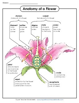 Anatomy of a Flower Poster (Advanced) Free Plants Worksheet