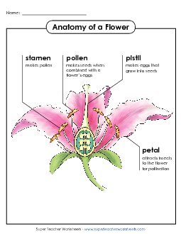 Anatomy of a Flower Poster (Intermediate) Plants Worksheet