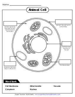 Animal Cell Fill-in-the-Blank 5th Grade Science Worksheet