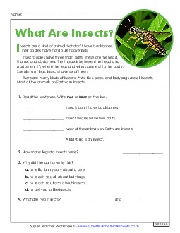 What Are Insects? (Short Article & Questions) 4th Grade Reading Comprehension Science Worksheet