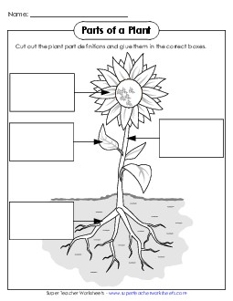 Parts of a Plant Cut & Glue (Basic) 1st Grade Science Worksheet