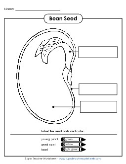 Parts of a Bean (Basic) Plants Worksheet