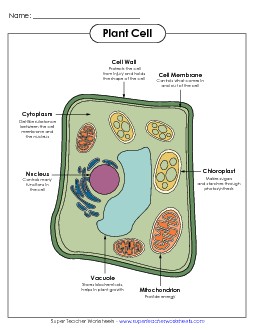 Plant Cell Parts (Color Poster) Free Cells Worksheet