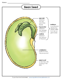 Bean Parts Poster (Intermediate) Free Plants Worksheet