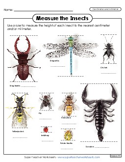 Measure the Insects  (Nearest Centimeter and Millimeter) Measurement Worksheet