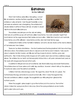 Spiny Anteater (Echidna)  5th Grade Reading Comprehension Worksheet