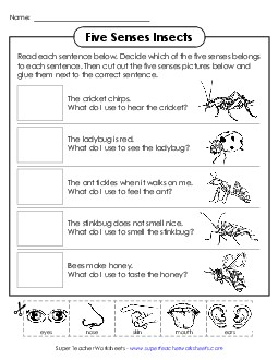 Cut & Glue: Insects Five Senses Worksheet