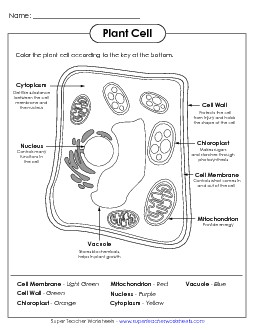 Cut-and-Glue Plant Cell Cells Worksheet