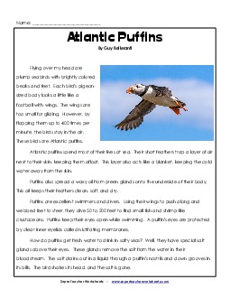 Atlantic Puffins 5th Grade Reading Comprehension Worksheet