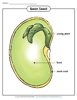 Bean Parts Poster (Basic) Free Plants Worksheet