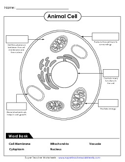 Identify Animal Cell Parts Cells Worksheet