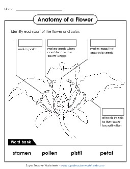 Parts of a Flower (Intermediate) Plants Worksheet