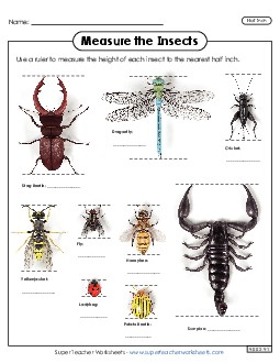 Measure the Insects (Nearest Half Inch) Measurement Worksheet