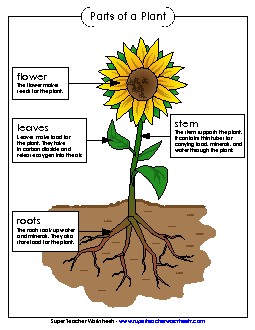 Parts of a Plant Poster (Basic; Color) Free Plants Worksheet