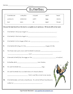 Butterfly Questions Animals Worksheet