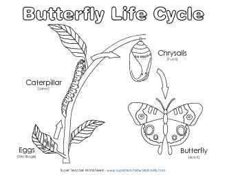 Butterfly Life Cycle Picture Free Animals Worksheet