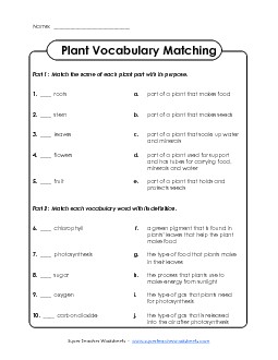 Plant Matching Activity (Intermediate) Science Worksheet