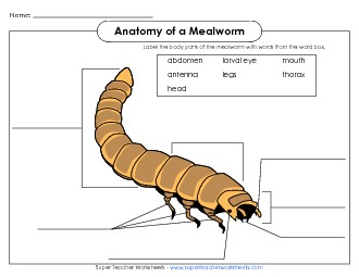 Mealworm - Label the Parts (Color) Animals Worksheet