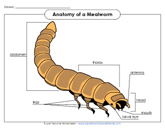 Mealworm - Picture (Color) Animals Worksheet