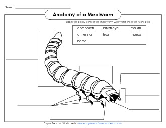 Mealworm - Label the Parts (Black and White) Animals Worksheet