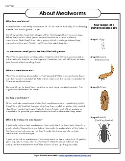 Mealworms Animals Worksheet