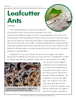 Leaf Cutter Ants 6th Grade Reading Comprehension Worksheet