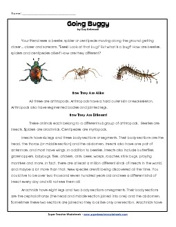 Spiders, Beetles, and Centipedes 4th Grade Reading Comprehension Worksheet