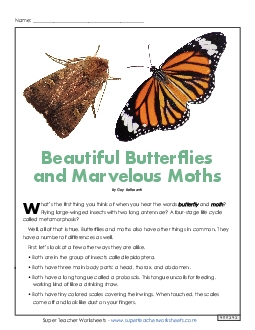 Moths and Butterflies 4th Grade Reading Comprehension Worksheet