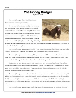 Honey Badgers 4th Grade Reading Comprehension Worksheet