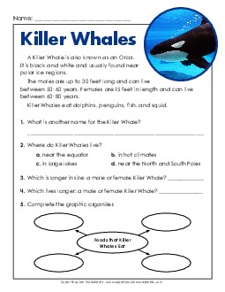 Killer Whales (Short) Reading Comprehension Worksheet