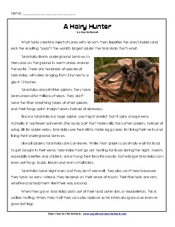 Tarantulas Reading Comprehension Worksheet