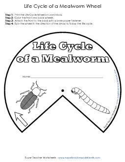 Mealworm Life Cycle Wheel Free Animals Worksheet