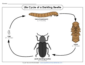 Mealworm Life Cycle Picture Animals Worksheet