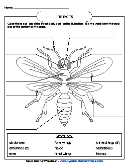 Insect (Label the Parts) Animals Worksheet