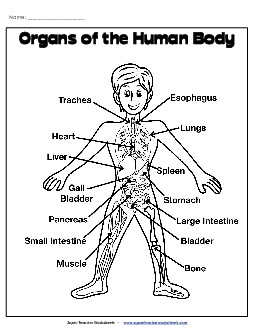 Human Body Organs Picture Worksheet