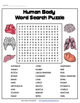 Human Body Word Search Worksheet